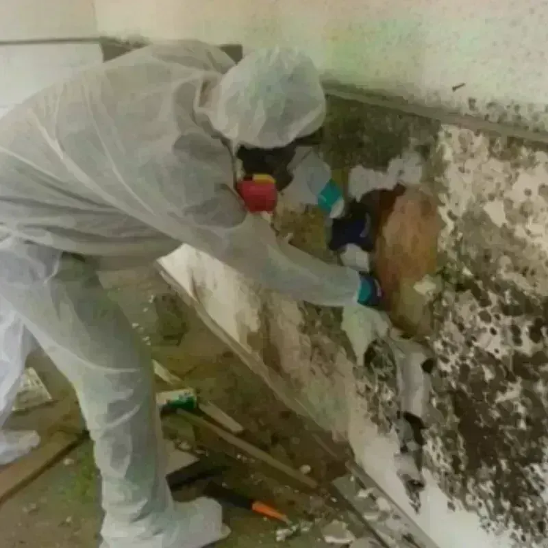 Mold Remediation and Removal in Harrison, OH